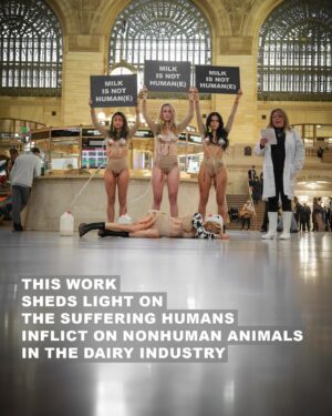 Justina Adorno Instagram - ‘Milk Is Not Humane’ art installation

Prolific Animal Rights Activist Jamie Logan collaborated with artist Stephanie Lane of SPECIESISM.WTF, to bring this powerful installation to Grand Central Station, NYC.

Actress Justina Adorno joined as a ‘milked woman’, using art to create a world where nonhumans are given equal moral consideration.
This work sheds light on the suffering humans inflict on nonhuman animals in the dairy industry.

There are approximately 270 million cows enslaved in the dairy industry worldwide.

WE WILL NOT BE SILENCED.

The installation will be performed in various cities globally throughout 2024. 

Huge thanks and respect to everyone involved to speak up and fight for animal liberation through this work 🙏🏼♥️

@Raul_armas_ 📸
@ChristinaF214
@Itsjamielogan
@Drewmgardner
@Claire_deshaies
@Lbcrueltyfree
@mleenycx 
@vegansusanclarke 

#animalrights #culturejamming #dairyindustry #womeninrevolt #endspeciesism #milk #cows #animalliberation #artinstallation #newyorkactivism