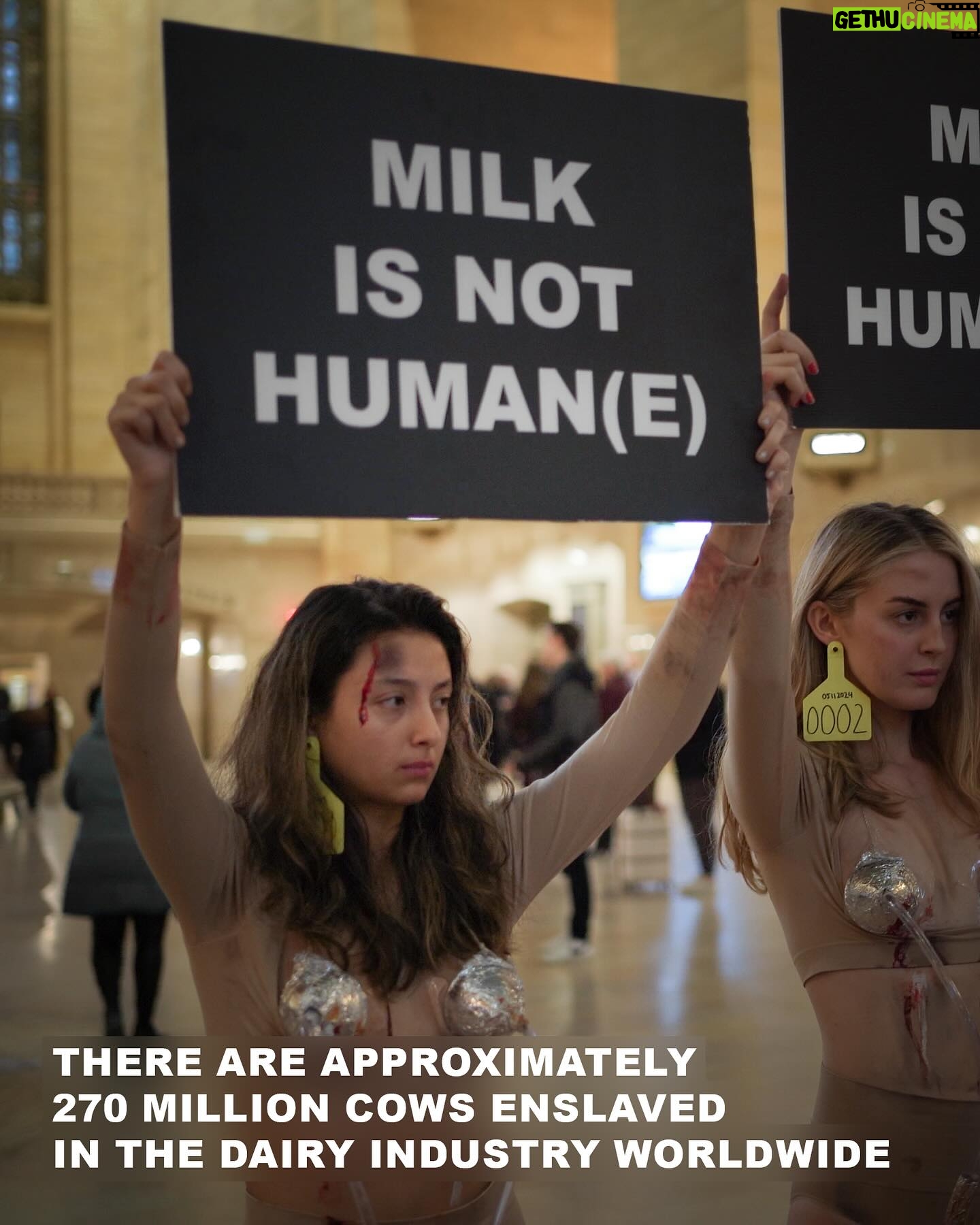 Justina Adorno - 7K Likes - ‘Milk Is Not Humane’ art installation
Prolific Animal Rights Activist Jamie Logan collaborated with artist Stephanie Lane of SPECIESISM.WTF, to bring this powerful installation to Grand Central Station, NYC.
Actress Justina Adorno joined as a ‘milked woman’, using art to create a world where nonhumans are given equal moral consideration.
This work sheds light on the suffering humans inflict on nonhuman animals in the dairy industry.
There are approximately 270 million cows enslaved in the dairy industry worldwide.
WE WILL NOT BE SILENCED.
The installation will be performed in various cities globally throughout 2024.
Huge thanks and respect to everyone involved to speak up and fight for animal liberation through this work 🙏🏼♥️
@Raul_armas_ 📸
@ChristinaF214
@Itsjamielogan
@Drewmgardner
@Claire_deshaies
@Lbcrueltyfree
@mleenycx
@vegansusanclarke
#animalrights #culturejamming #dairyindustry #womeninrevolt #endspeciesism #milk #cows #animalliberation #artinstallation #newyorkactivism