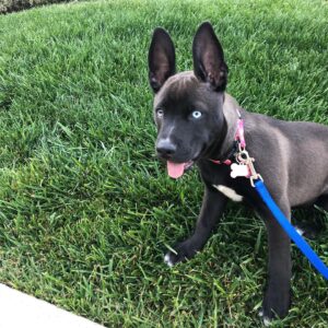 Justine Wachsberger Instagram - Meet Blue 💙 Thank you so much @sabrinalabelle @thelabellefoundation and @madsboyd  for being an amazing foster mama! We are overjoyed! So much love in this household!