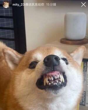 Juuko Zhu Instagram - @nul1org   doge
