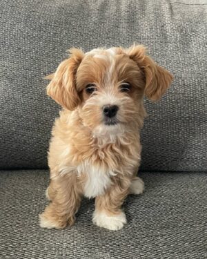 K. Trevor Wilson Instagram - Say hello to Goldie, the newest addition to the Wilson family. Our very own Golden Girl