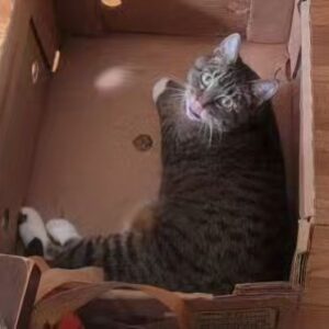 Kahlen Rondot Instagram - 💔💔😿😻Today I had to say goodbye to my best friend who has been with me for 2 decades. She was tired and fought hard against disease. But now it's time for my baby Tadpole to rest easy. 

To the many roommates we had over the years and friends we made, thank you for loving her and listening to this chatty lady over the years 😻😿💔💔