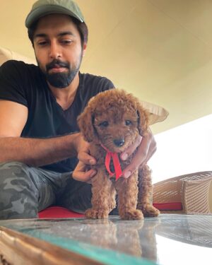 Kalyaan Dhev Instagram - Introducing our new family member #Toffee 🐶 
What an amazing day to welcome him! 

#NationalPetDay