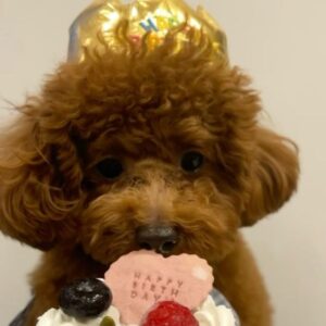 Kanako Enomoto Instagram - ハピバのドヴィー君❗️🎉
#1歳 #トイプードル #男の子#大魔神ちの犬 #愛犬#toypoodle #dog 
【お知らせ】
新年の甘鯛釣り、本日YouTubeで配信中です！😊🎣
#佐々木主浩釣りチャンネル 
#youtube #釣り好き #fishing #🎣 
#甘鯛