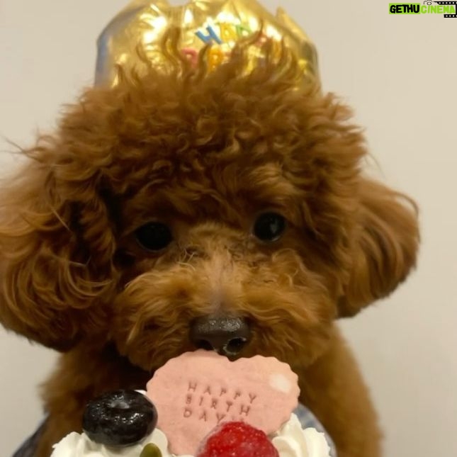 Kanako Enomoto - 2.3K Likes - ハピバのドヴィー君❗️🎉
#1歳 #トイプードル #男の子#大魔神ちの犬 #愛犬#toypoodle #dog
【お知らせ】
新年の甘鯛釣り、本日YouTubeで配信中です!😊🎣
#佐々木主浩釣りチャンネル
#youtube #釣り好き #fishing #🎣
#甘鯛