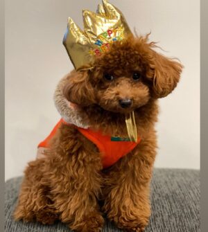 Kanako Enomoto Instagram - ハピバのドヴィー君❗️🎉
#1歳 #トイプードル #男の子#大魔神ちの犬 #愛犬#toypoodle #dog 
【お知らせ】
新年の甘鯛釣り、本日YouTubeで配信中です！😊🎣
#佐々木主浩釣りチャンネル 
#youtube #釣り好き #fishing #🎣 
#甘鯛