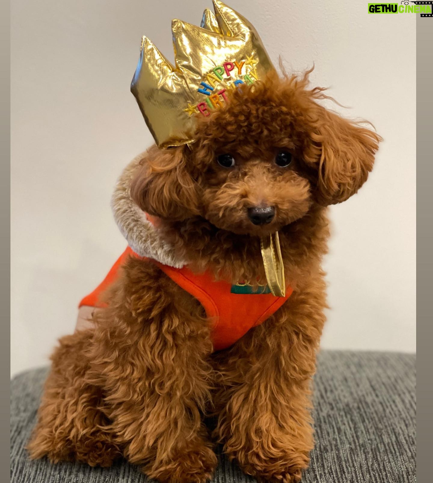 Kanako Enomoto - 2.3K Likes - ハピバのドヴィー君❗️🎉
#1歳 #トイプードル #男の子#大魔神ちの犬 #愛犬#toypoodle #dog
【お知らせ】
新年の甘鯛釣り、本日YouTubeで配信中です!😊🎣
#佐々木主浩釣りチャンネル
#youtube #釣り好き #fishing #🎣
#甘鯛