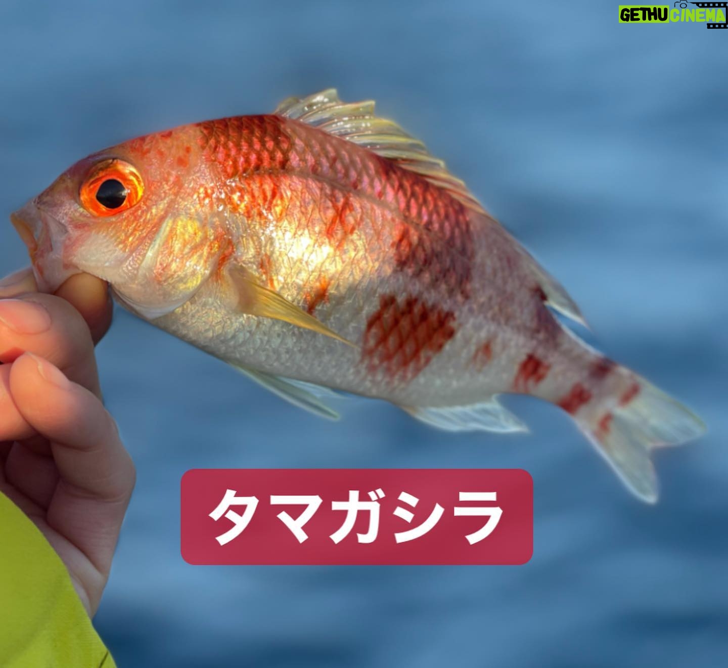 Kanako Enomoto - 3.2K Likes - メインは甘鯛釣りでしたが、色々な魚が釣れました。🎣
釣れればなんでも楽しいっ。💓
#甘鯛#釣り#fishing #大魔神佐々木
#佐々木主浩チャンネル#youtube #チャンネル登録お願いします #🙏
#緑龍丸 #三宅水産 #真鶴