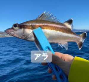 Kanako Enomoto Instagram - メインは甘鯛釣りでしたが、色々な魚が釣れました。🎣
釣れればなんでも楽しいっ。💓
#甘鯛#釣り#fishing #大魔神佐々木 
#佐々木主浩チャンネル#youtube #チャンネル登録お願いします #🙏
#緑龍丸 #三宅水産 #真鶴