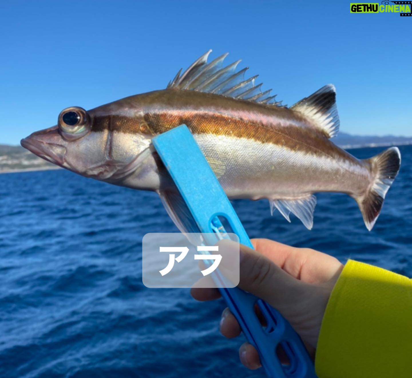 Kanako Enomoto - 3.2K Likes - メインは甘鯛釣りでしたが、色々な魚が釣れました。🎣
釣れればなんでも楽しいっ。💓
#甘鯛#釣り#fishing #大魔神佐々木
#佐々木主浩チャンネル#youtube #チャンネル登録お願いします #🙏
#緑龍丸 #三宅水産 #真鶴