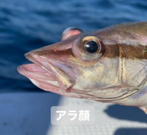 Kanako Enomoto Instagram - メインは甘鯛釣りでしたが、色々な魚が釣れました。🎣
釣れればなんでも楽しいっ。💓
#甘鯛#釣り#fishing #大魔神佐々木 
#佐々木主浩チャンネル#youtube #チャンネル登録お願いします #🙏
#緑龍丸 #三宅水産 #真鶴