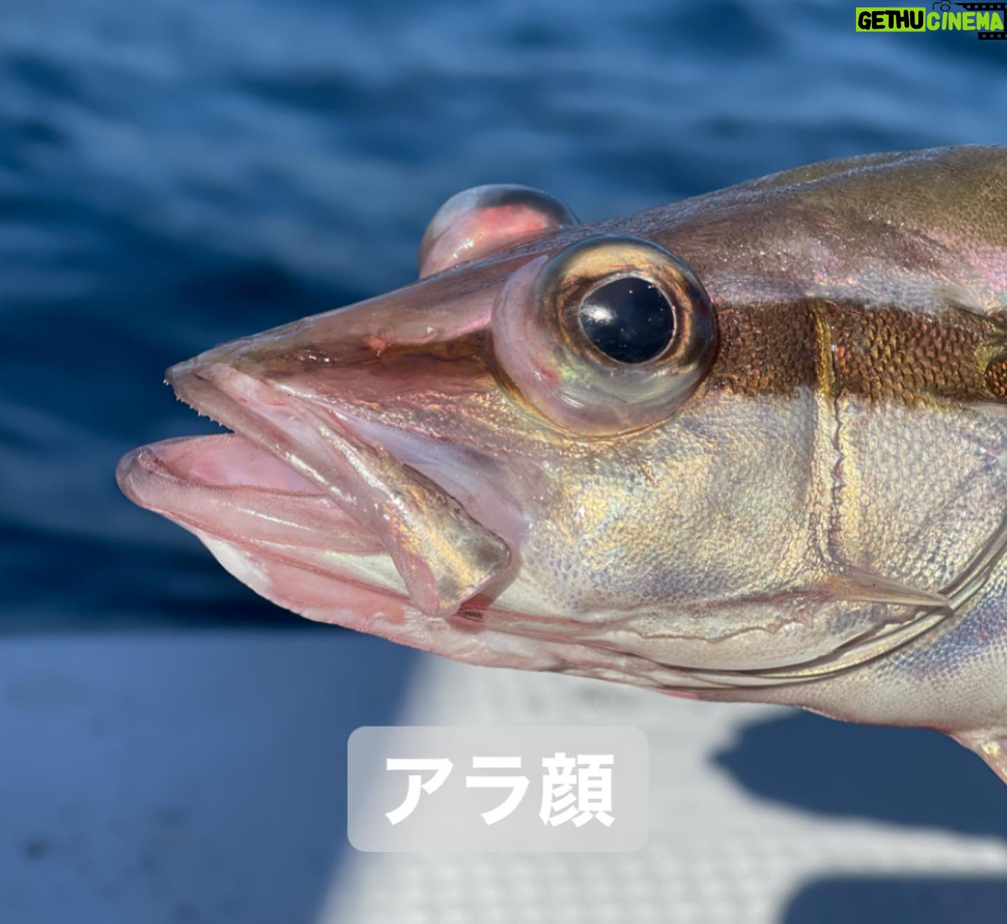 Kanako Enomoto - 3.2K Likes - メインは甘鯛釣りでしたが、色々な魚が釣れました。🎣
釣れればなんでも楽しいっ。💓
#甘鯛#釣り#fishing #大魔神佐々木
#佐々木主浩チャンネル#youtube #チャンネル登録お願いします #🙏
#緑龍丸 #三宅水産 #真鶴