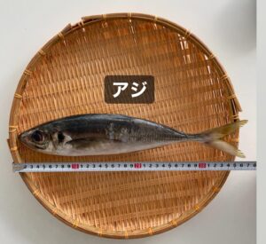 Kanako Enomoto Instagram - メインは甘鯛釣りでしたが、色々な魚が釣れました。🎣
釣れればなんでも楽しいっ。💓
#甘鯛#釣り#fishing #大魔神佐々木 
#佐々木主浩チャンネル#youtube #チャンネル登録お願いします #🙏
#緑龍丸 #三宅水産 #真鶴