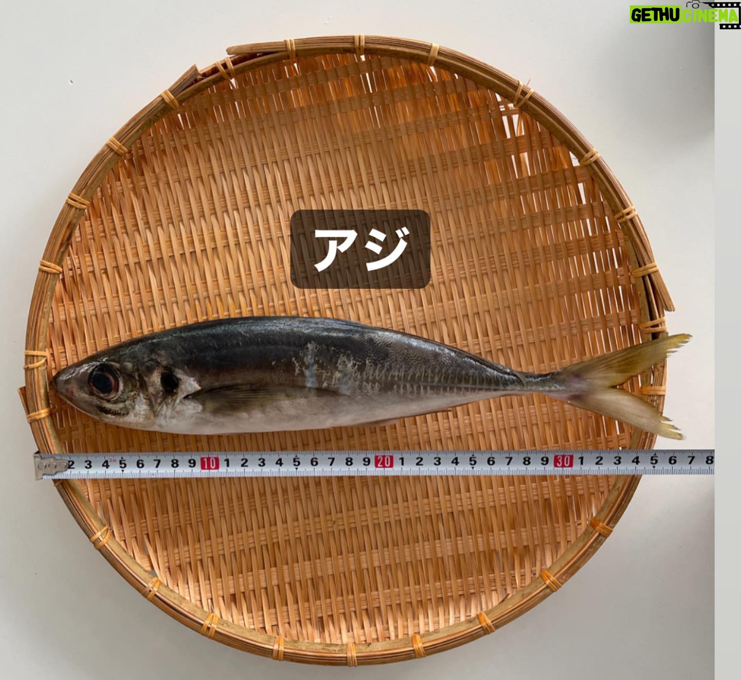Kanako Enomoto - 3.2K Likes - メインは甘鯛釣りでしたが、色々な魚が釣れました。🎣
釣れればなんでも楽しいっ。💓
#甘鯛#釣り#fishing #大魔神佐々木
#佐々木主浩チャンネル#youtube #チャンネル登録お願いします #🙏
#緑龍丸 #三宅水産 #真鶴