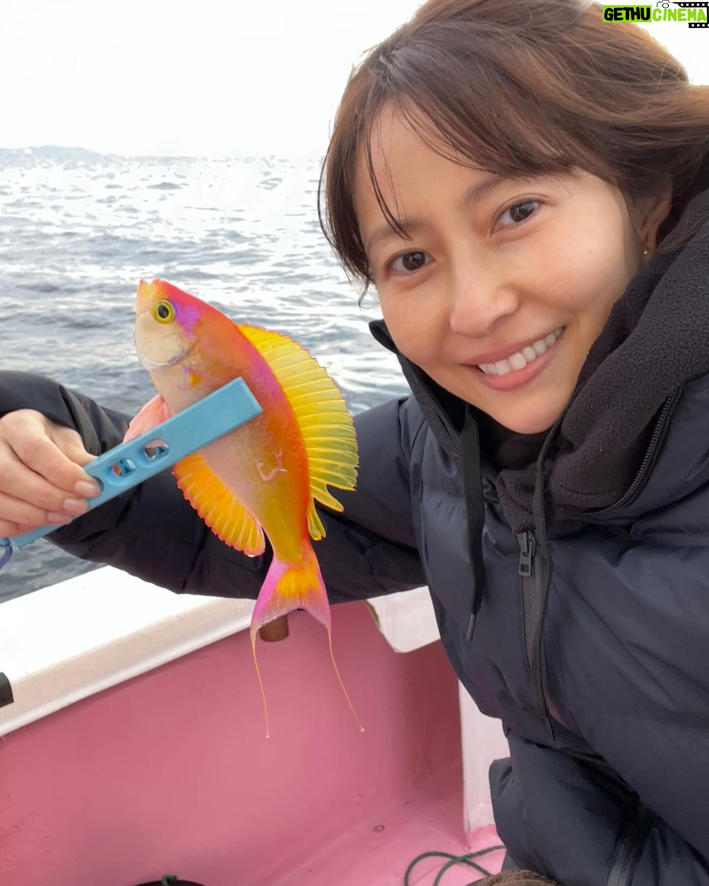 Kanako Enomoto - 5K Likes - 今年も緑龍丸は釣れてます!🤣👍
#🎣
#甘鯛
#しきしまはなだい
#真鶴
#釣り