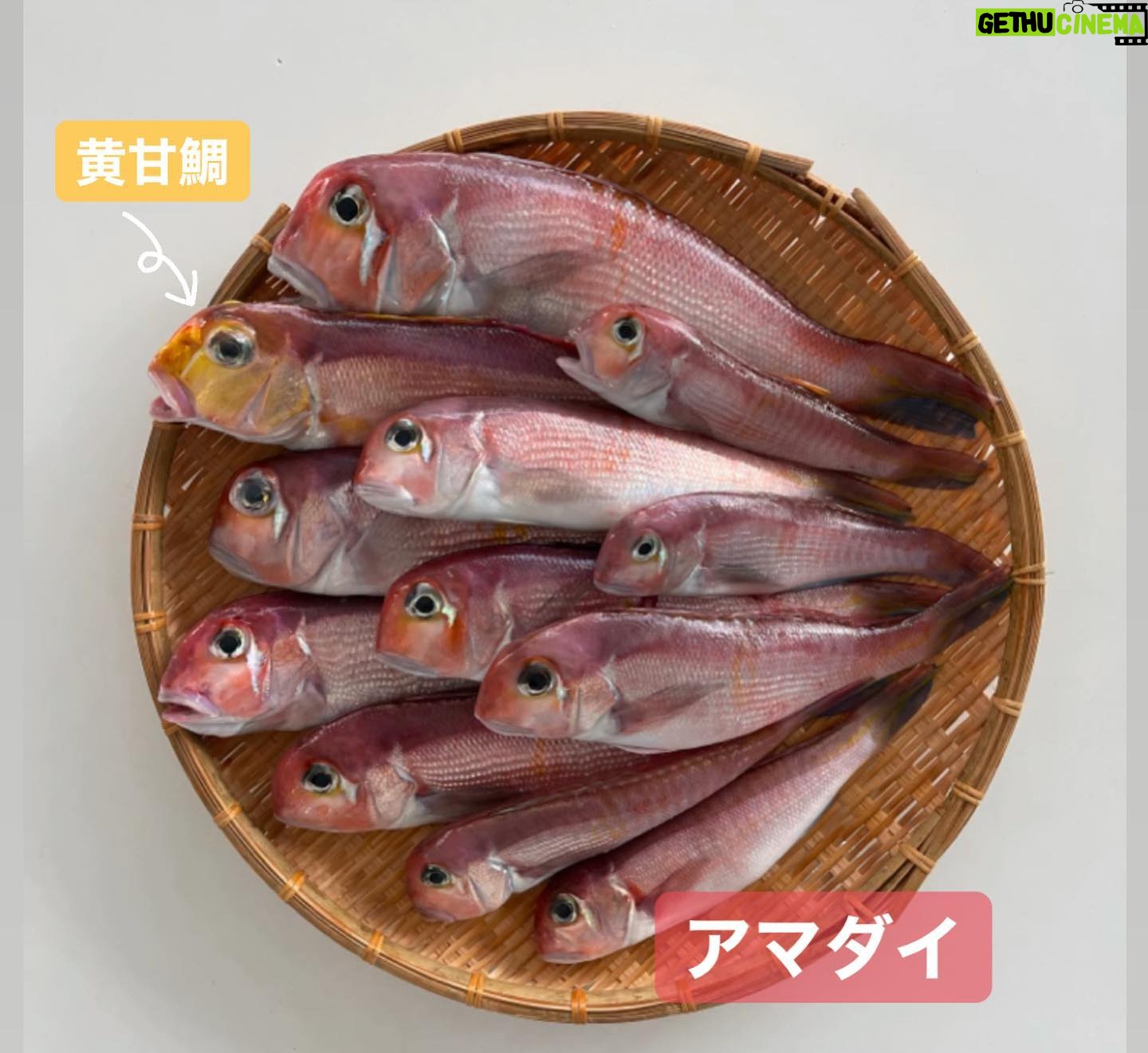 Kanako Enomoto - 3.2K Likes - メインは甘鯛釣りでしたが、色々な魚が釣れました。🎣
釣れればなんでも楽しいっ。💓
#甘鯛#釣り#fishing #大魔神佐々木
#佐々木主浩チャンネル#youtube #チャンネル登録お願いします #🙏
#緑龍丸 #三宅水産 #真鶴