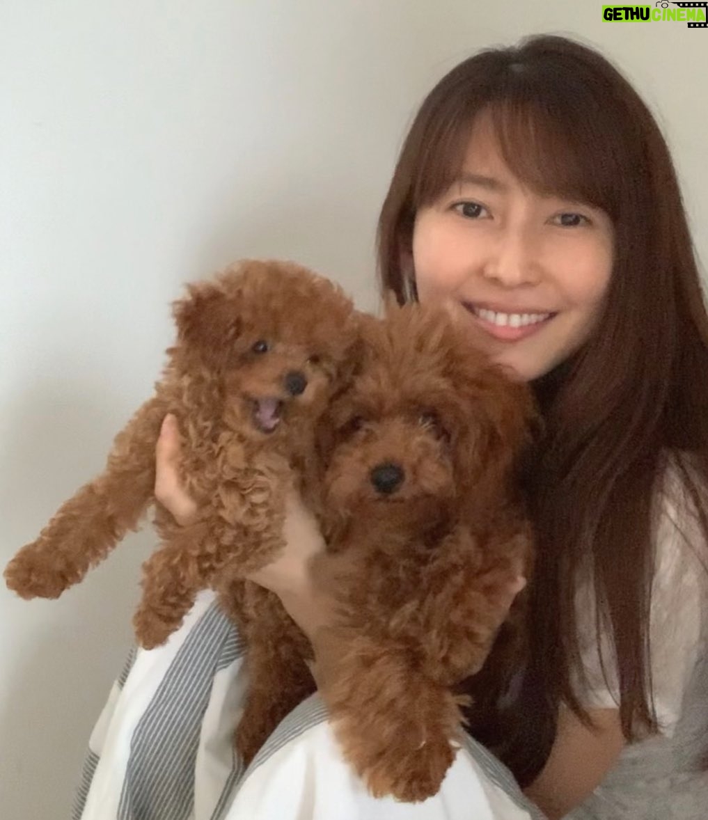 Kanako Enomoto - 4.3K Likes - ドヴィーくん🐩ヴェルちゃん🐾
#トイプードル #タイニープードル
#レッド
#男の子 と #女の子
#dog
#犬のいる暮らし
#犬のいる生活
#犬
#🐩 #🐾