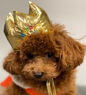 Kanako Enomoto Instagram - ハピバのドヴィー君❗️🎉
#1歳 #トイプードル #男の子#大魔神ちの犬 #愛犬#toypoodle #dog 
【お知らせ】
新年の甘鯛釣り、本日YouTubeで配信中です！😊🎣
#佐々木主浩釣りチャンネル 
#youtube #釣り好き #fishing #🎣 
#甘鯛