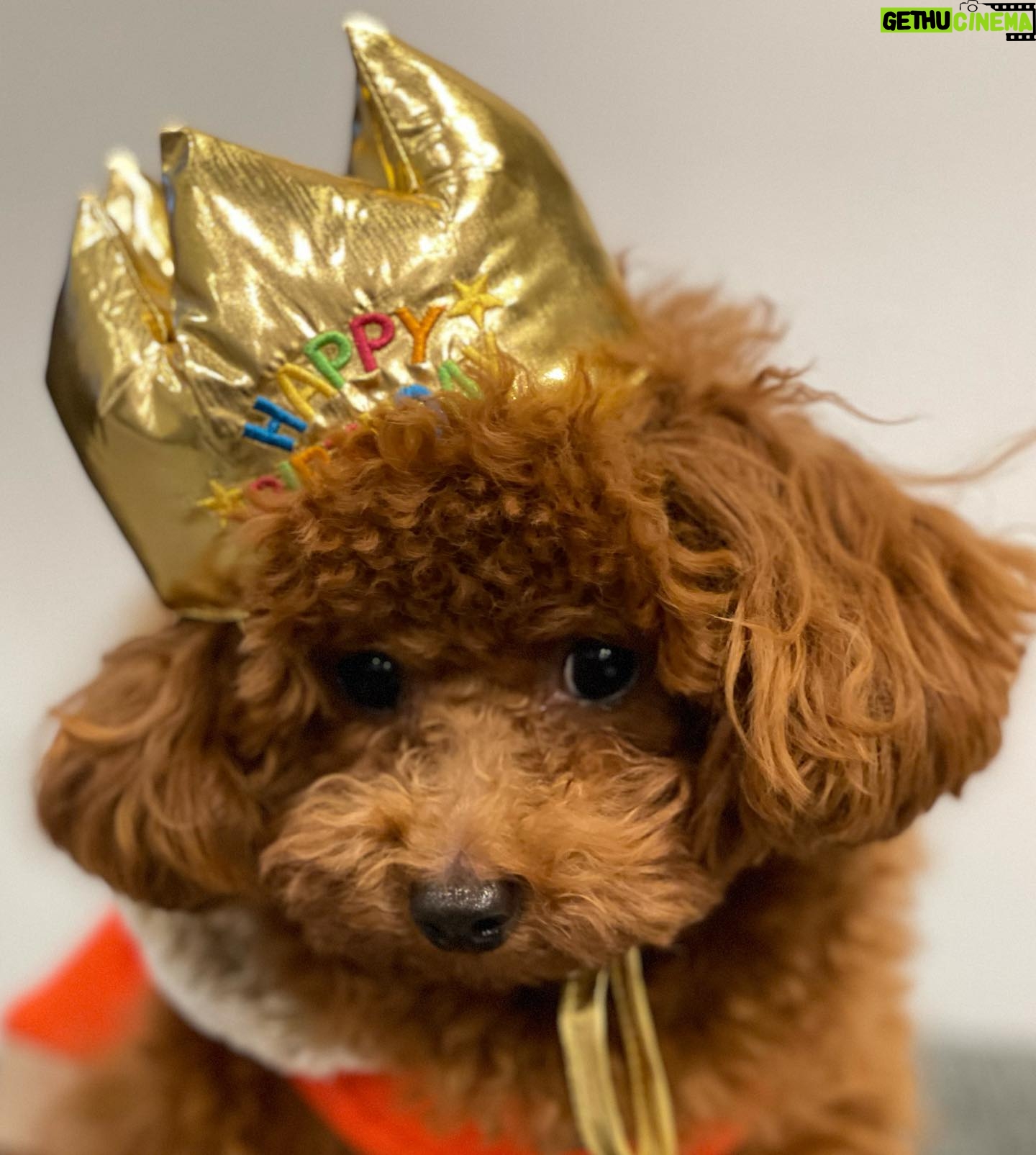 Kanako Enomoto - 2.3K Likes - ハピバのドヴィー君❗️🎉
#1歳 #トイプードル #男の子#大魔神ちの犬 #愛犬#toypoodle #dog
【お知らせ】
新年の甘鯛釣り、本日YouTubeで配信中です!😊🎣
#佐々木主浩釣りチャンネル
#youtube #釣り好き #fishing #🎣
#甘鯛