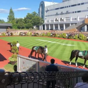 Kanako Enomoto Instagram - ブラヴァスを応援してくださった方々
ありがとうございました‼︎🐎
これからもよろしくお願いします‼︎🙏
#ブラヴァス#新潟競馬場 #新潟記念#友道厩舎 #jra#競馬#福永騎手 #大魔神#佐々木主浩 #horseriding #bravas