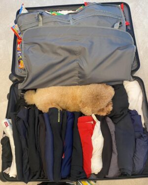 Kanako Enomoto Instagram - 荷物が全部入らない！っ息子が言うから、パッキングを手伝ってあげてたら、邪魔するドヴィ〜🩷　

#🐩 #🐶 #🐕　
#lovedogs #🩷 
#反対側お菓子ばっかり　
#ぴーちゃん もいるよ
#🐓