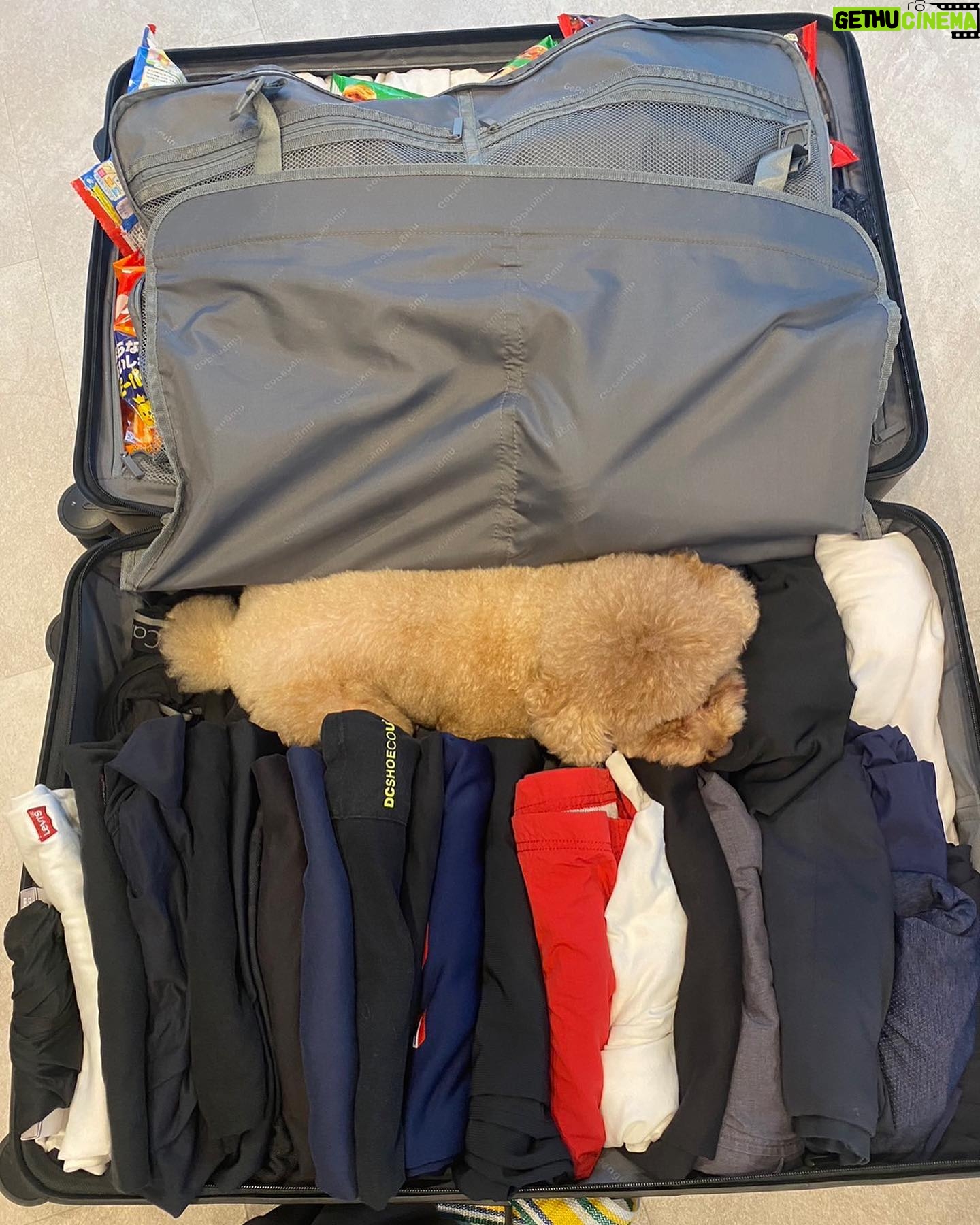 Kanako Enomoto - 3.1K Likes - 荷物が全部入らない!っ息子が言うから、パッキングを手伝ってあげてたら、邪魔するドヴィ〜🩷
#🐩 #🐶 #🐕
#lovedogs #🩷
#反対側お菓子ばっかり
#ぴーちゃん もいるよ
#🐓