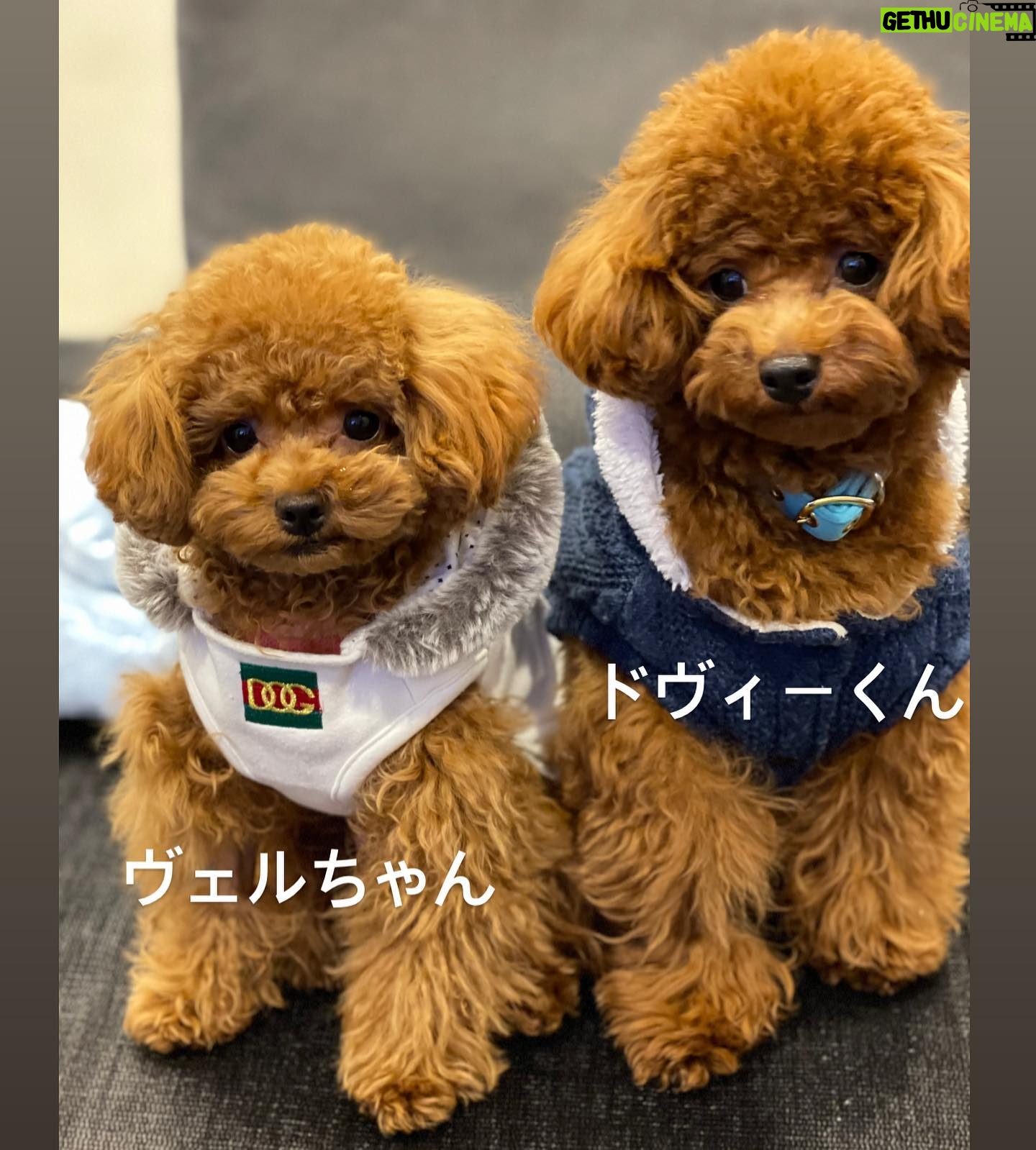 Kanako Enomoto - 2.8K Likes - 飼うのをずっと反対していた私が、
今は一番メロメロです!💓
#トイプードル #愛犬#ワンダフルライフ
#🐾#toypoodle #poodle #dog
#大魔神ちの犬