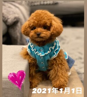 Kanako Enomoto Instagram - 飼うのをずっと反対していた私が、
今は一番メロメロです！💓
#トイプードル #愛犬#ワンダフルライフ
#🐾#toypoodle #poodle #dog
#大魔神ちの犬