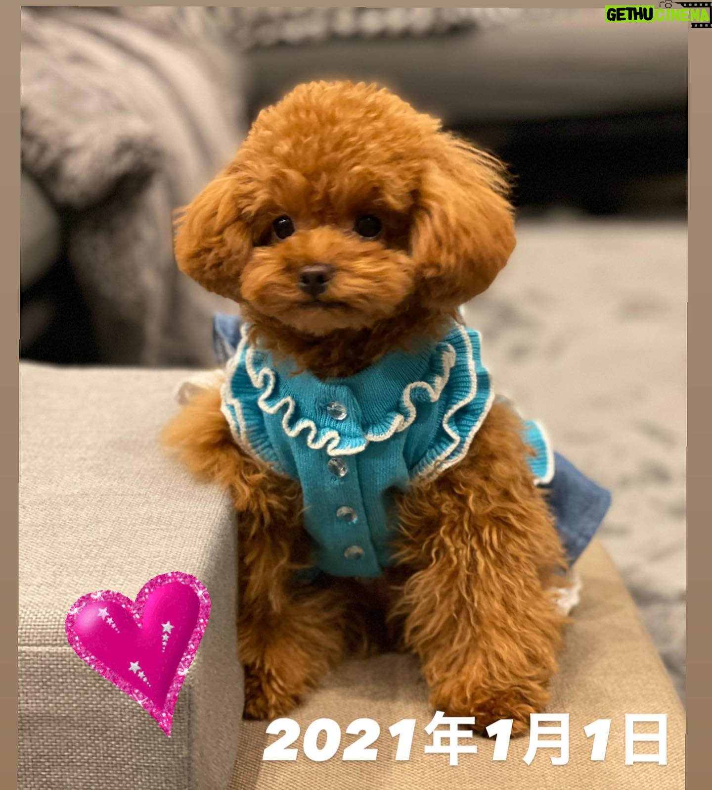 Kanako Enomoto - 2.8K Likes - 飼うのをずっと反対していた私が、
今は一番メロメロです!💓
#トイプードル #愛犬#ワンダフルライフ
#🐾#toypoodle #poodle #dog
#大魔神ちの犬