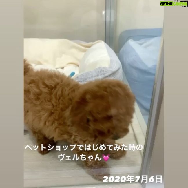 Kanako Enomoto - 2.8K Likes - 飼うのをずっと反対していた私が、
今は一番メロメロです!💓
#トイプードル #愛犬#ワンダフルライフ
#🐾#toypoodle #poodle #dog
#大魔神ちの犬