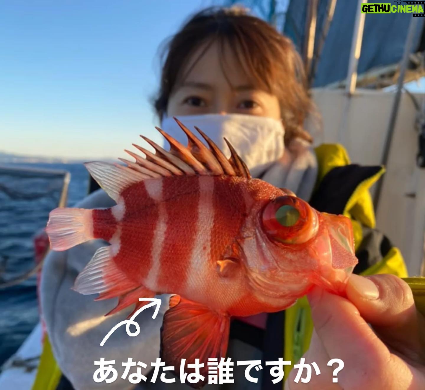 Kanako Enomoto - 3.2K Likes - メインは甘鯛釣りでしたが、色々な魚が釣れました。🎣
釣れればなんでも楽しいっ。💓
#甘鯛#釣り#fishing #大魔神佐々木
#佐々木主浩チャンネル#youtube #チャンネル登録お願いします #🙏
#緑龍丸 #三宅水産 #真鶴