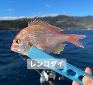 Kanako Enomoto Instagram - メインは甘鯛釣りでしたが、色々な魚が釣れました。🎣
釣れればなんでも楽しいっ。💓
#甘鯛#釣り#fishing #大魔神佐々木 
#佐々木主浩チャンネル#youtube #チャンネル登録お願いします #🙏
#緑龍丸 #三宅水産 #真鶴