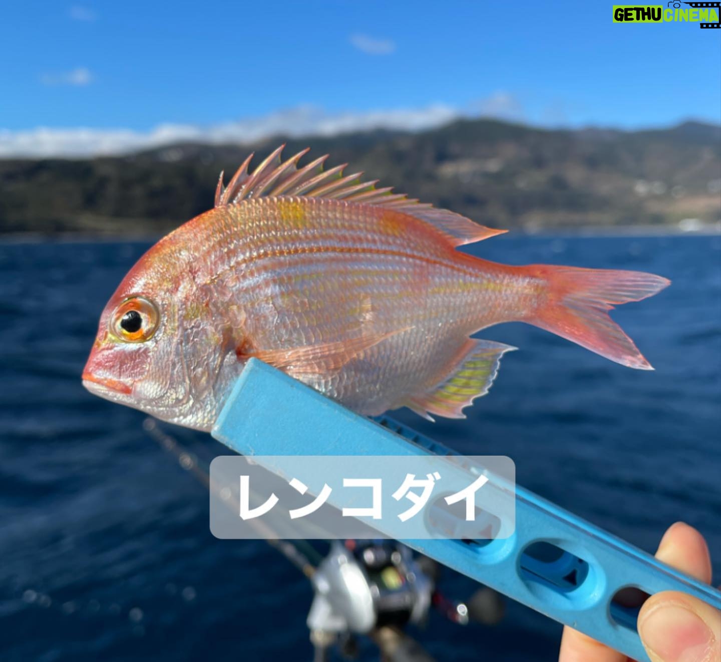Kanako Enomoto - 3.2K Likes - メインは甘鯛釣りでしたが、色々な魚が釣れました。🎣
釣れればなんでも楽しいっ。💓
#甘鯛#釣り#fishing #大魔神佐々木
#佐々木主浩チャンネル#youtube #チャンネル登録お願いします #🙏
#緑龍丸 #三宅水産 #真鶴