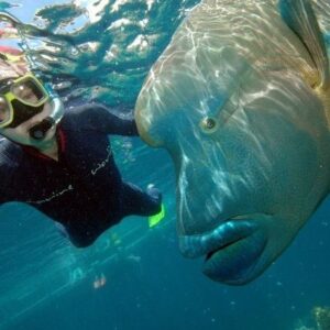 Kandra King Instagram - #WorldWildLifeDay #LifeBelowWater
TV show Getaway To Paradise Australia episode includes diving the #GreatBarrierReef #Breathtaking #BucketList #Travel #TravelShow #2019 www.GetawayToParadise.com @ScubaDivingMag @ScubaNews
#Blessed