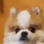 Kang Yul