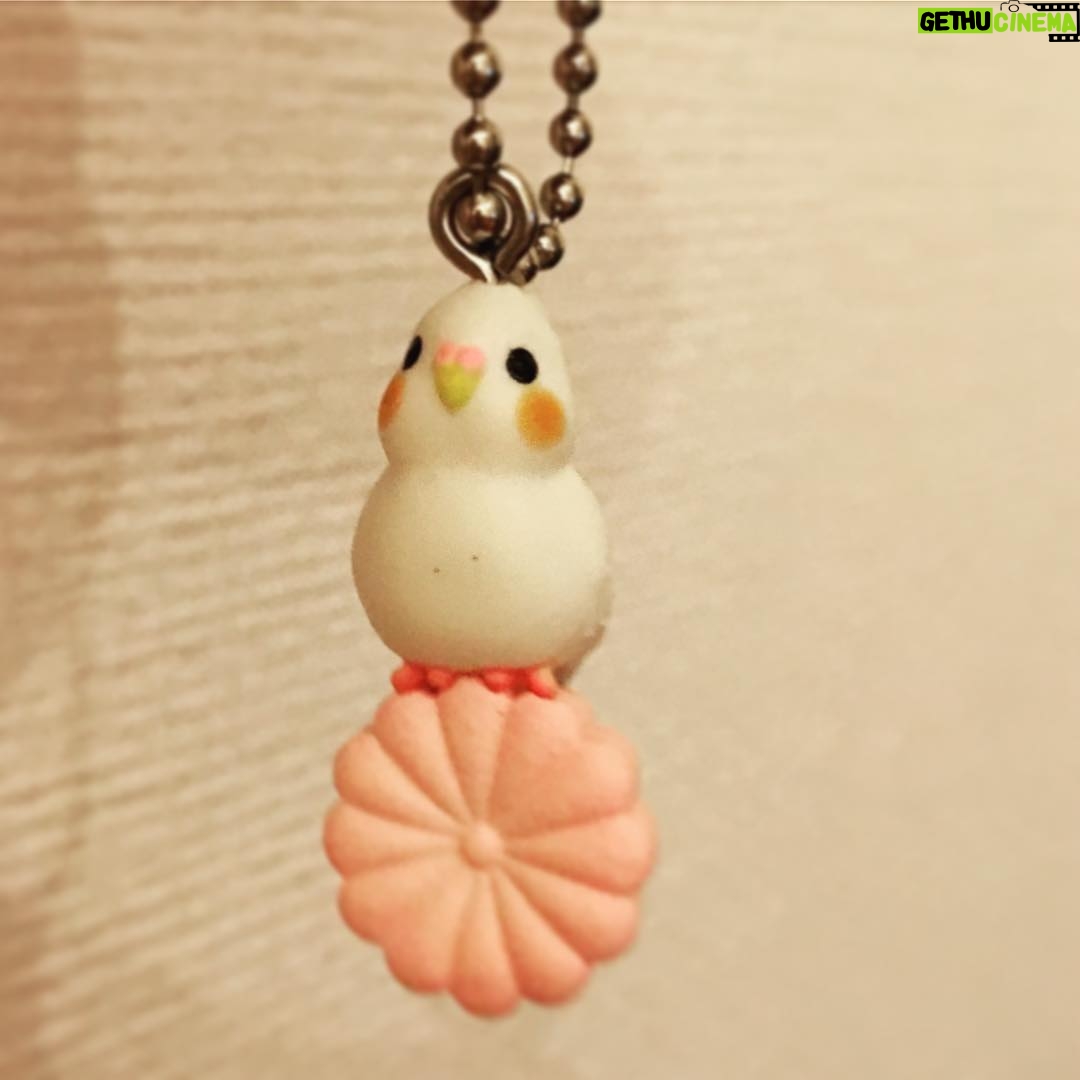 Kano - 832 Likes - 鳥ちゃんと暮らしたい〜! #ガチャガチャ #インコ #キーホルダー