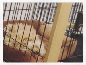 Kano Instagram - zzz… #プードル #トイプードル