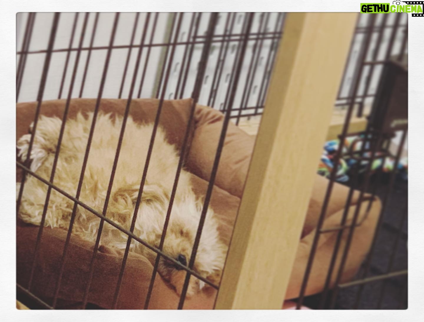 Kano - 794 Likes - zzz… #プードル #トイプードル