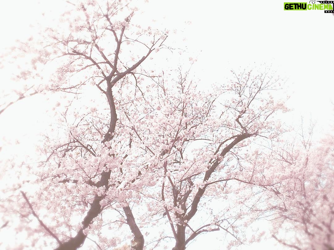 Kano - 1.1K Likes - 天気悪いのがちょっぴり残念だけど桜きれいでした。 #桜 #春 #散歩 #風景