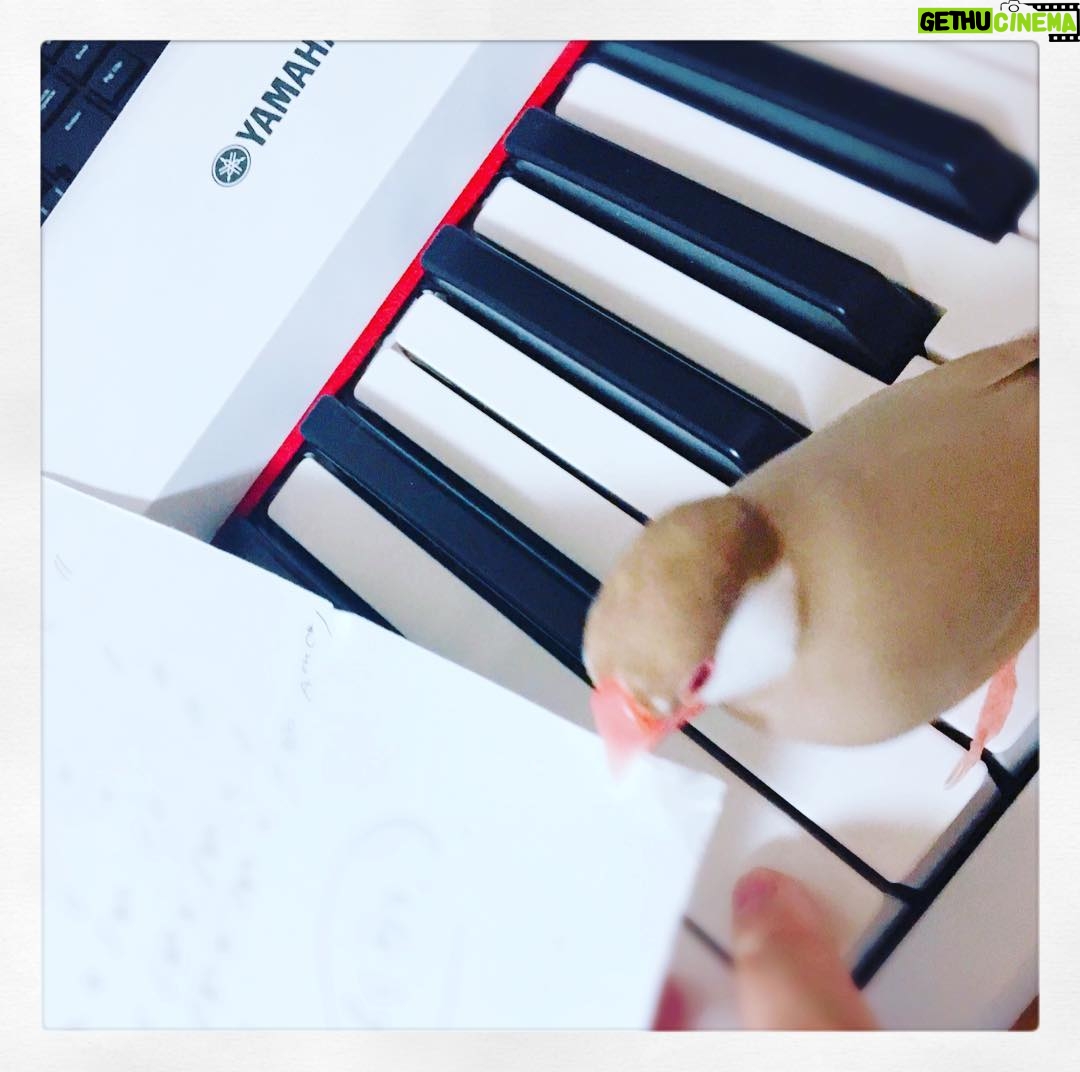 Kano - 1.2K Likes - ピアノをおとなしく聴くのに飽きたようです #文鳥 #練習 #いたずら