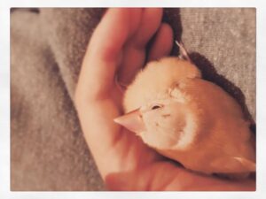 Kano Instagram - おなかいっぱいになると手にへばりついてきてかわいい〜〜癒し(´；ω；`) #シナモン文鳥 #文鳥 #文鳥雛 #きなこ