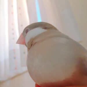 Kano Instagram - ちゅんちゃんもーにんぐ🦉 #文鳥 #鳥 #ペット #朝 #癒し