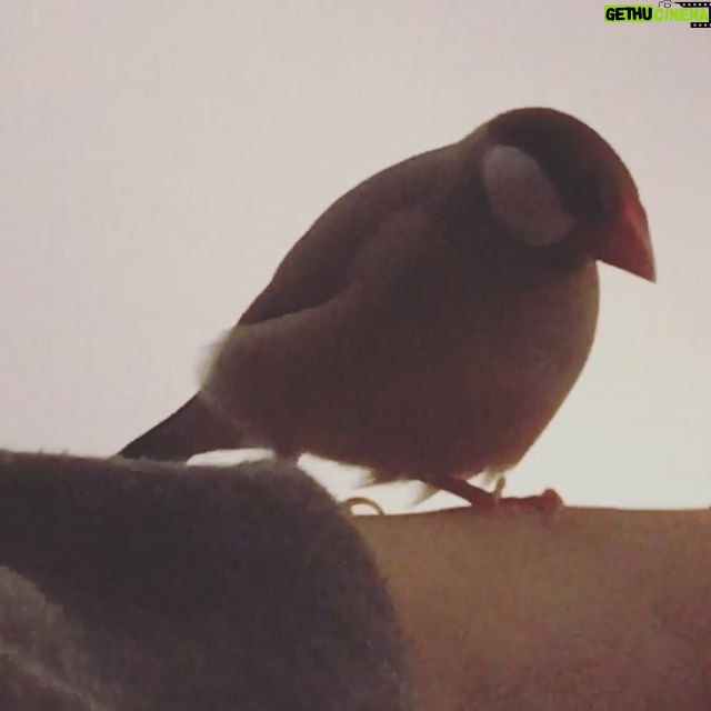 Kano - 1K Likes - はやく起きて起きて起きて #文鳥 #シナモン文鳥 #愛鳥 #きなこちゃん