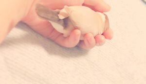 Kano Instagram - うちの文鳥が野生を失っている #文鳥 #にぎにぎ #小鳥