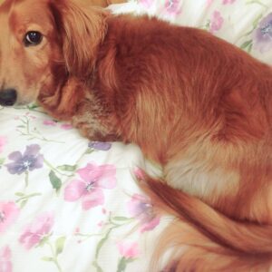 Kano Instagram - 写真に入りきらない可愛いさ！笑 #ミニチュアダックス #愛犬 #日常