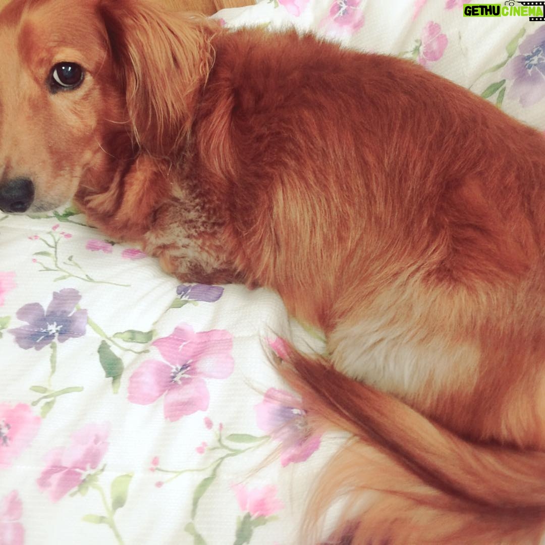 Kano - 738 Likes - 写真に入りきらない可愛いさ!笑 #ミニチュアダックス #愛犬 #日常