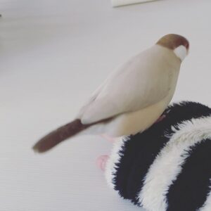 Kano Instagram - 手遊び

#文鳥
#シナモン文鳥
#ペット
#愛鳥
#可愛い