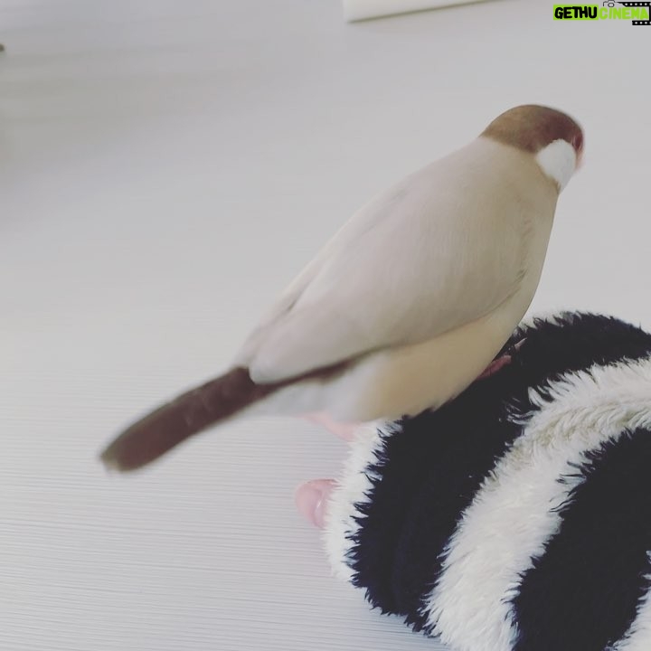 Kano - 1.3K Likes - 手遊び
#文鳥
#シナモン文鳥
#ペット
#愛鳥
#可愛い