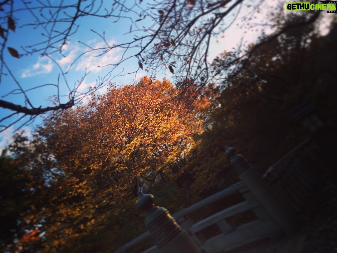 Kano - 704 Likes - いいお天気だ〜 #散歩 #紅葉 #日本