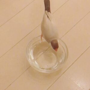 Kano Instagram - それは飲み水だよ〜｡ﾟ(ﾟ´ω`ﾟ)ﾟ｡ #文鳥 #水浴び